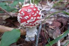 amanitamuscaria_2