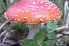 amanitamuscaria_3