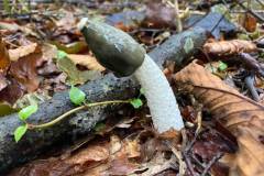 stinkhorn