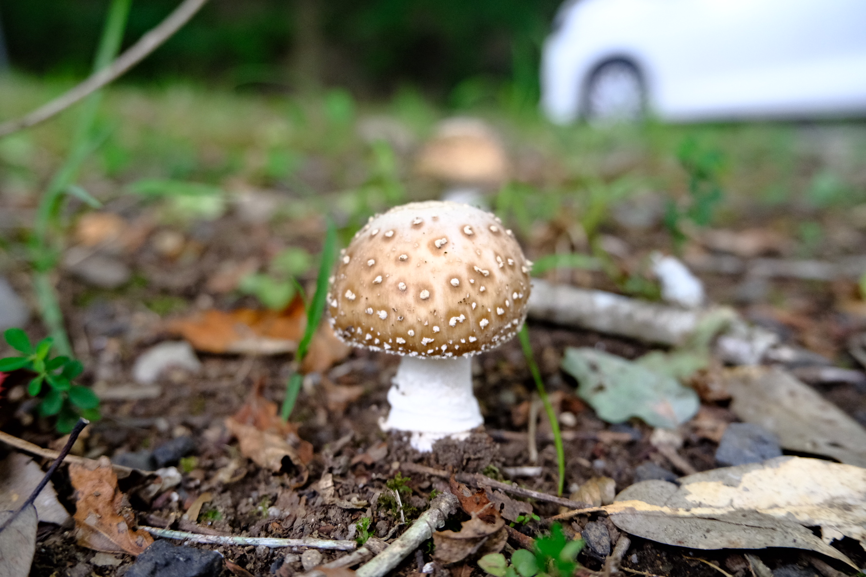 テングダケ？幼菌